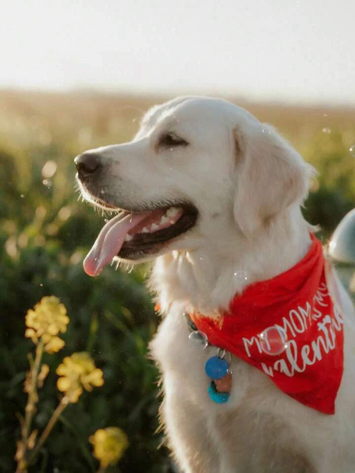 PET CITY SALON BOTIQUE